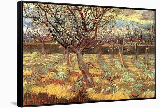 Apricot Trees In Blossom-Vincent van Gogh-Framed Stretched Canvas