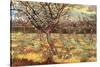 Apricot Trees In Blossom-Vincent van Gogh-Stretched Canvas