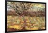 Apricot Trees In Blossom-Vincent van Gogh-Framed Art Print