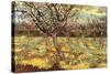 Apricot Trees In Blossom-Vincent van Gogh-Stretched Canvas