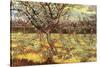 Apricot Trees In Blossom-Vincent van Gogh-Stretched Canvas