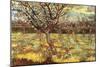 Apricot Trees In Blossom-Vincent van Gogh-Mounted Premium Giclee Print