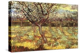 Apricot Trees In Blossom-Vincent van Gogh-Stretched Canvas