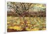 Apricot Trees In Blossom-Vincent van Gogh-Framed Art Print