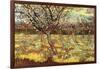 Apricot Trees In Blossom-Vincent van Gogh-Framed Art Print