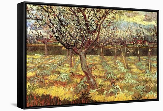 Apricot Trees In Blossom-Vincent van Gogh-Framed Stretched Canvas