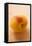 Apricot with Drops of Water-Foodcollection-Framed Stretched Canvas