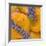 Apricots with Lavender, Detail-C. Nidhoff-Lang-Framed Photographic Print