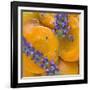 Apricots with Lavender, Detail-C. Nidhoff-Lang-Framed Photographic Print