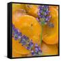 Apricots with Lavender, Detail-C. Nidhoff-Lang-Framed Stretched Canvas