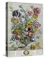 April, from 'Twelve Months of Flowers', 1730-Pieter Casteels-Stretched Canvas