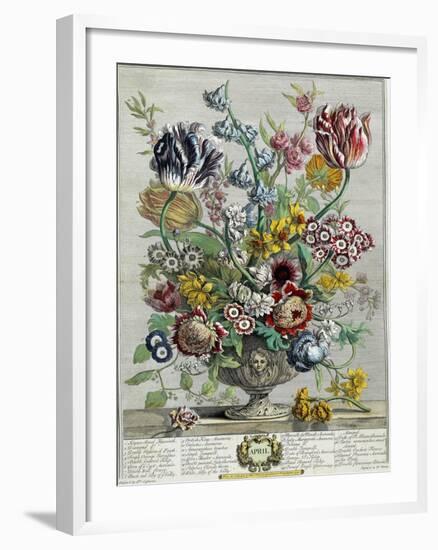 April, from 'Twelve Months of Flowers', 1730-Pieter Casteels-Framed Giclee Print