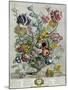 April, from 'Twelve Months of Flowers', 1730-Pieter Casteels-Mounted Giclee Print