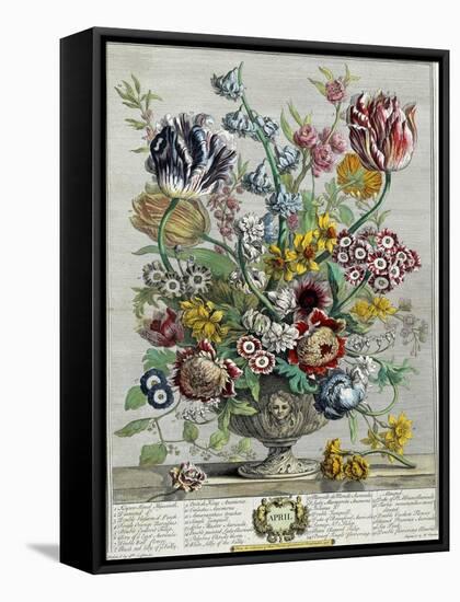 April, from 'Twelve Months of Flowers', 1730-Pieter Casteels-Framed Stretched Canvas