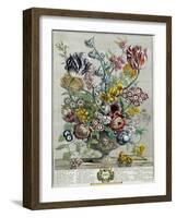 April, from 'Twelve Months of Flowers', 1730-Pieter Casteels-Framed Giclee Print