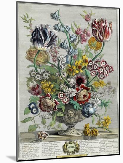 April, from 'Twelve Months of Flowers', 1730-Pieter Casteels-Mounted Giclee Print
