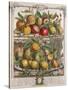 April, from 'Twelve Months of Fruits', by Robert Furber-Pieter Casteels-Stretched Canvas