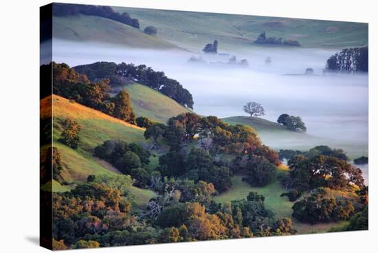 April Morning in the Petaluma Hills, Sonoma County, Northern California-Vincent James-Stretched Canvas