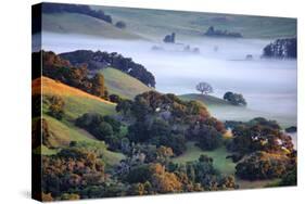 April Morning in the Petaluma Hills, Sonoma County, Northern California-Vincent James-Stretched Canvas