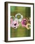 April Nocturnal 2-Colleen Sandland-Framed Art Print