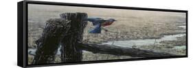 April Showers - Eastern Bluebird-Wilhelm Goebel-Framed Stretched Canvas