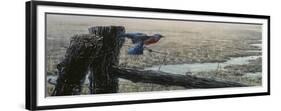 April Showers - Eastern Bluebird-Wilhelm Goebel-Framed Giclee Print