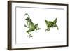 April Showers - Frogs-Peggy Harris-Framed Giclee Print