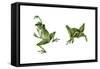 April Showers - Frogs-Peggy Harris-Framed Stretched Canvas