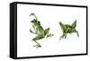 April Showers - Frogs-Peggy Harris-Framed Stretched Canvas
