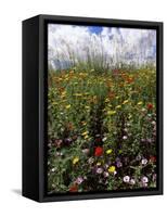 April Spring Flowers, Near Aidone, Central Area, Island of Sicily, Italy, Mediterranean-Richard Ashworth-Framed Stretched Canvas