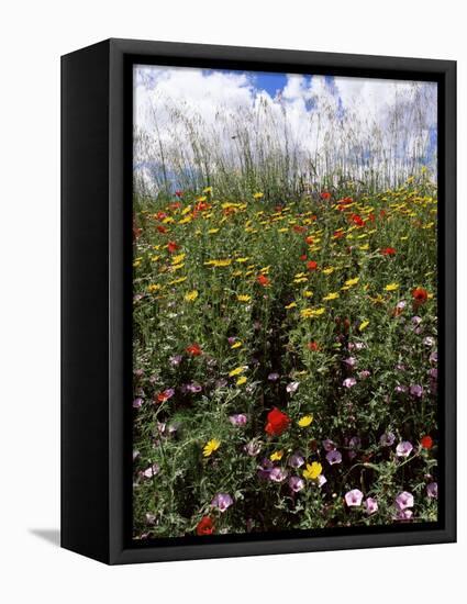 April Spring Flowers, Near Aidone, Central Area, Island of Sicily, Italy, Mediterranean-Richard Ashworth-Framed Stretched Canvas