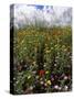 April Spring Flowers, Near Aidone, Central Area, Island of Sicily, Italy, Mediterranean-Richard Ashworth-Stretched Canvas