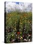 April Spring Flowers, Near Aidone, Central Area, Island of Sicily, Italy, Mediterranean-Richard Ashworth-Stretched Canvas