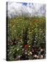 April Spring Flowers, Near Aidone, Central Area, Island of Sicily, Italy, Mediterranean-Richard Ashworth-Stretched Canvas