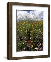 April Spring Flowers, Near Aidone, Central Area, Island of Sicily, Italy, Mediterranean-Richard Ashworth-Framed Photographic Print