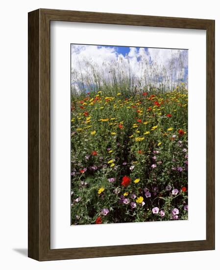 April Spring Flowers, Near Aidone, Central Area, Island of Sicily, Italy, Mediterranean-Richard Ashworth-Framed Photographic Print