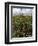 April Spring Flowers, Near Aidone, Central Area, Island of Sicily, Italy, Mediterranean-Richard Ashworth-Framed Photographic Print