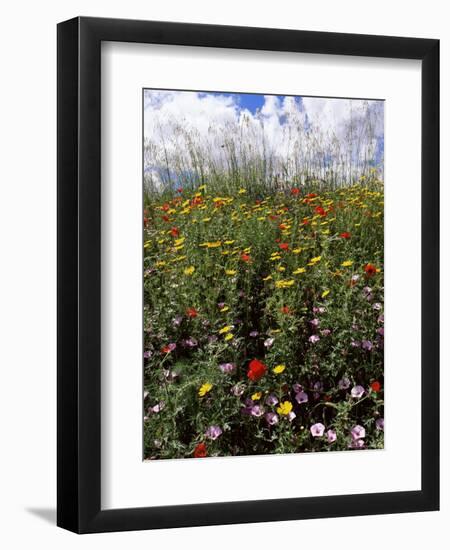 April Spring Flowers, Near Aidone, Central Area, Island of Sicily, Italy, Mediterranean-Richard Ashworth-Framed Photographic Print