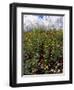 April Spring Flowers, Near Aidone, Central Area, Island of Sicily, Italy, Mediterranean-Richard Ashworth-Framed Photographic Print