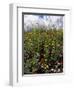 April Spring Flowers, Near Aidone, Central Area, Island of Sicily, Italy, Mediterranean-Richard Ashworth-Framed Photographic Print