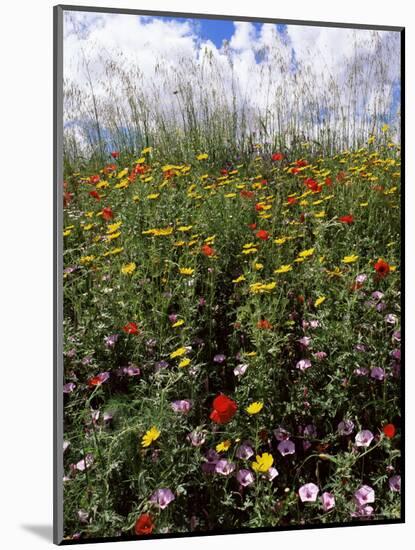 April Spring Flowers, Near Aidone, Central Area, Island of Sicily, Italy, Mediterranean-Richard Ashworth-Mounted Photographic Print