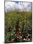 April Spring Flowers, Near Aidone, Central Area, Island of Sicily, Italy, Mediterranean-Richard Ashworth-Mounted Photographic Print