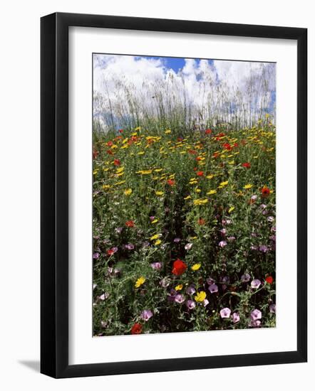 April Spring Flowers, Near Aidone, Central Area, Island of Sicily, Italy, Mediterranean-Richard Ashworth-Framed Photographic Print