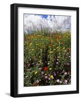 April Spring Flowers, Near Aidone, Central Area, Island of Sicily, Italy, Mediterranean-Richard Ashworth-Framed Photographic Print