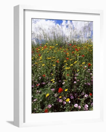 April Spring Flowers, Near Aidone, Central Area, Island of Sicily, Italy, Mediterranean-Richard Ashworth-Framed Photographic Print