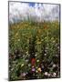 April Spring Flowers, Near Aidone, Central Area, Island of Sicily, Italy, Mediterranean-Richard Ashworth-Mounted Photographic Print