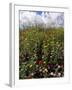 April Spring Flowers, Near Aidone, Central Area, Island of Sicily, Italy, Mediterranean-Richard Ashworth-Framed Photographic Print