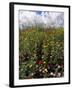 April Spring Flowers, Near Aidone, Central Area, Island of Sicily, Italy, Mediterranean-Richard Ashworth-Framed Photographic Print