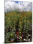 April Spring Flowers, Near Aidone, Central Area, Island of Sicily, Italy, Mediterranean-Richard Ashworth-Mounted Photographic Print