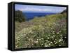 April Spring Flowers, Zingaro Nature Reserve, Northwest Area, Island of Sicily, Italy-Richard Ashworth-Framed Stretched Canvas